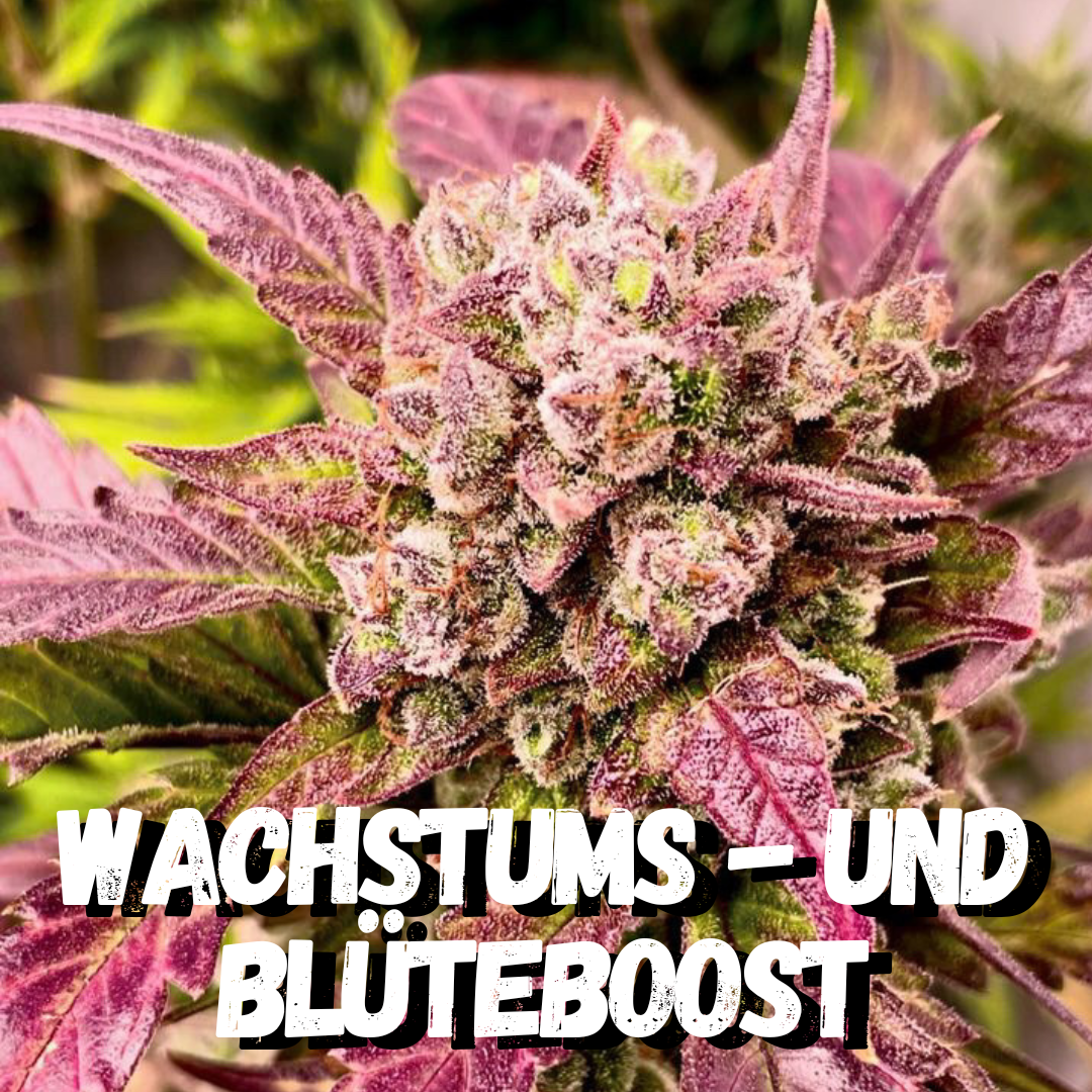 Wuchsmeister Brennnesseljauche organischer 10L Grow Cannabis Dünger All in One für Cannabispflanzen Wachstumsphase und Blütephase - Indoor und Outdoor