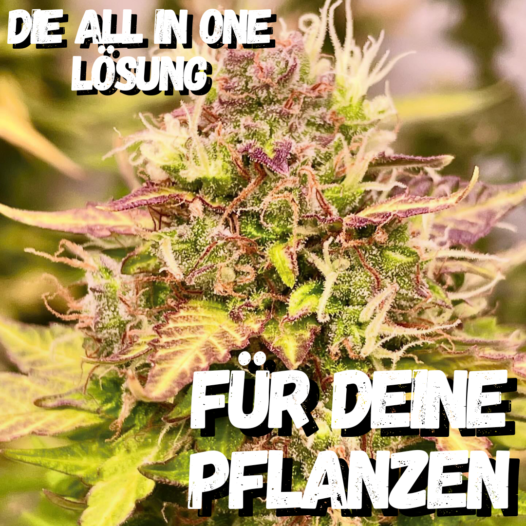 Wuchsmeister Brennnesseljauche organischer 10L Grow Cannabis Dünger All in One für Cannabispflanzen Wachstumsphase und Blütephase - Indoor und Outdoor