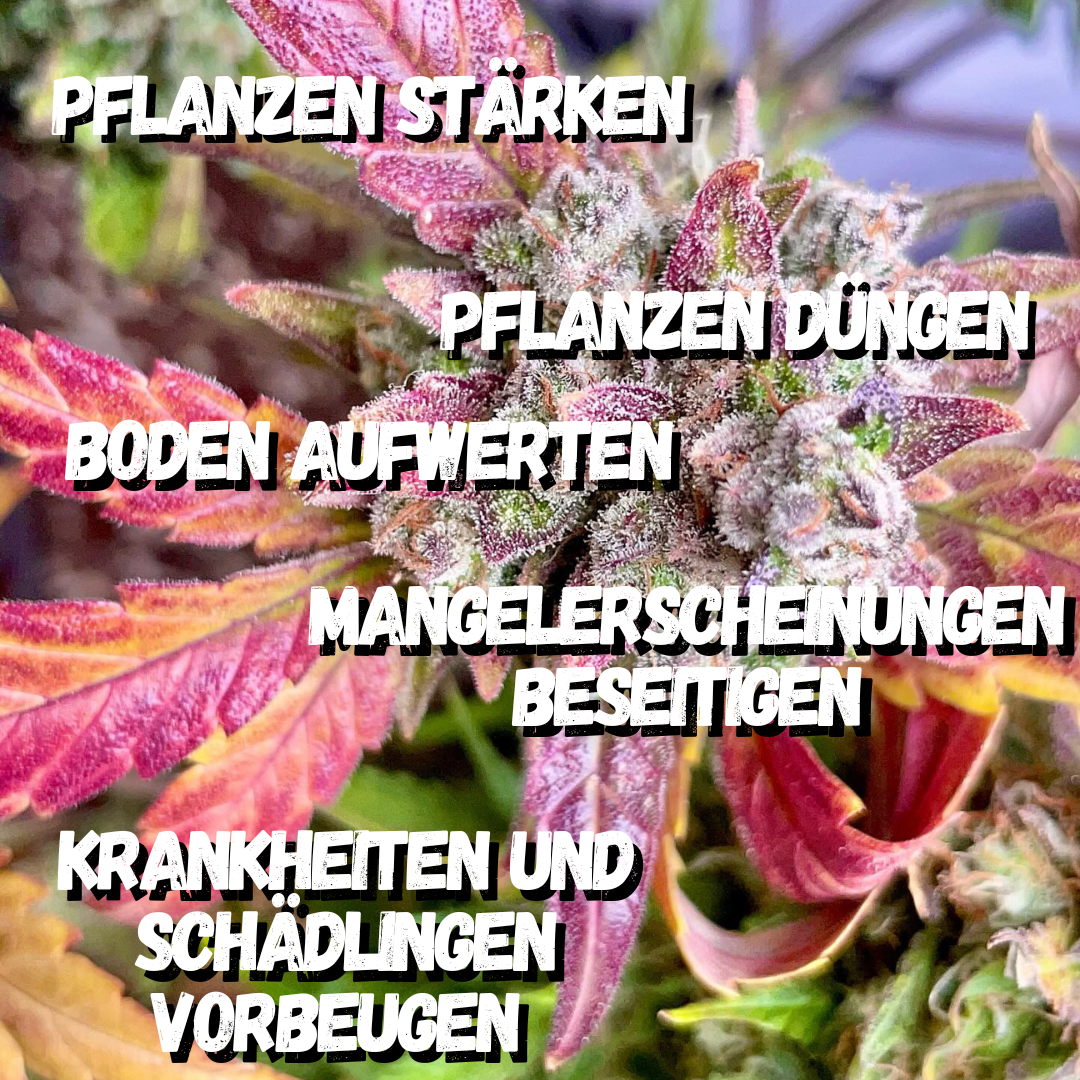 Wuchsmeister Brennnesseljauche organischer 10L Grow Cannabis Dünger All in One für Cannabispflanzen Wachstumsphase und Blütephase - Indoor und Outdoor