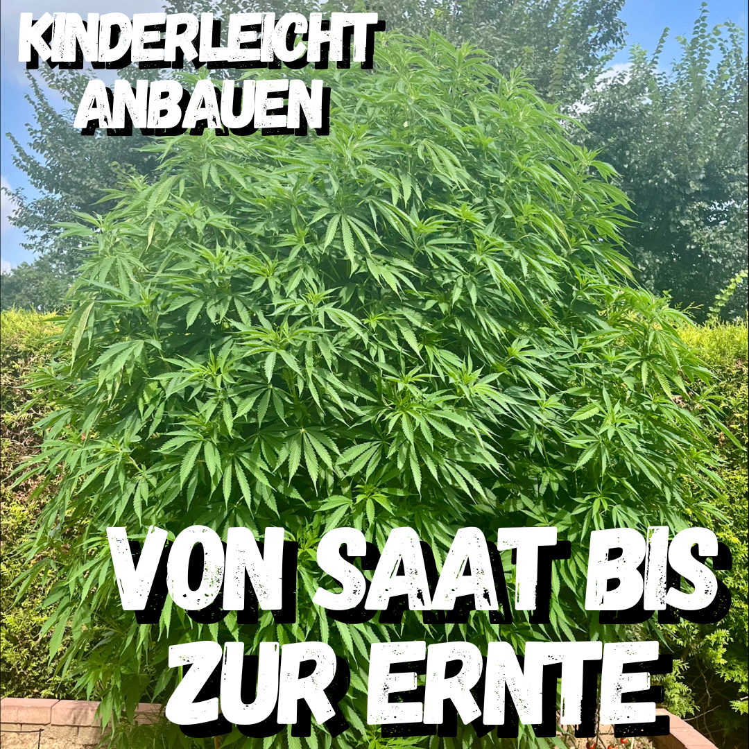 Wuchsmeister Brennnesseljauche 1L organischer Grow Cannabis Dünger All in One für Cannabispflanzen Wachstumsphase und Blütephase - Indoor und Outdoor